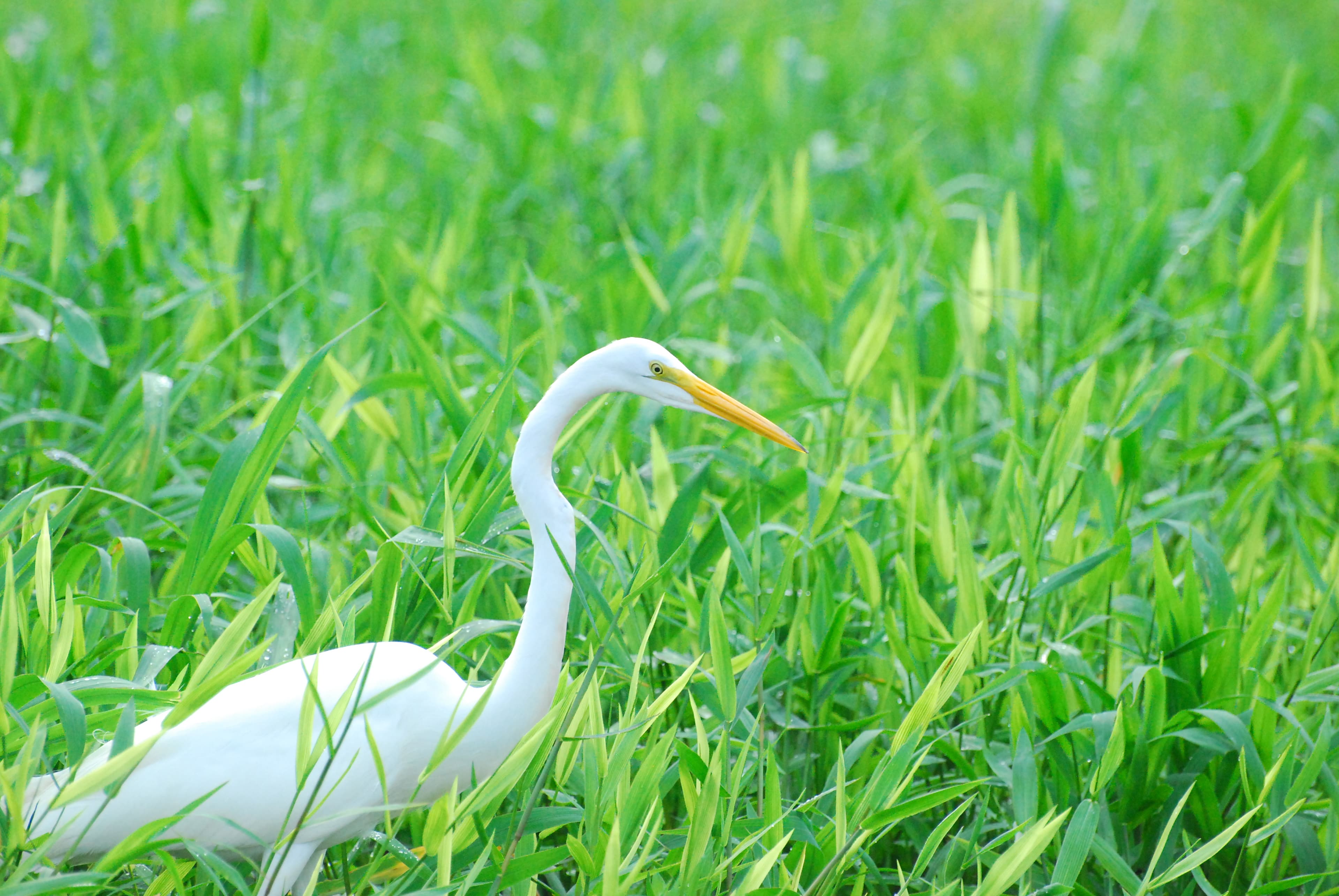 Luxury Natura
